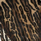 Maison Thuret - Peau de springbok léopard